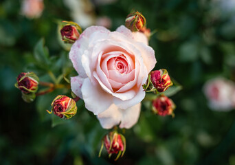 Blüte und Knospen einer englischen rosafarbenen Rose