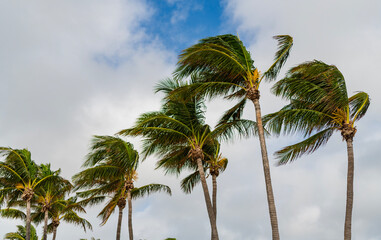 Palm tree in hurricane weather. Tropical beach in Miami. Tropical windy weather with palm tree....
