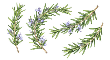 Delicate Watercolor Illustration Showcasing Two Vibrant Green Rosemary Sprigs With Intricate Botanical Details Rendered In A Soft Inviting Artistic Style