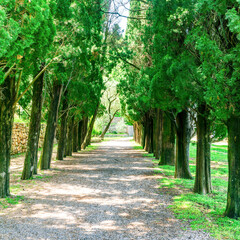 alley of shady evergreen lines trees in coniferous grove with leading road of path in center