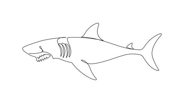 Animated self drawing of continuous line draw aggressive shark, Self drawing simple animation of continuous one line drawing of Hammerhead Shark. Hammerhead single line drawing by hand. 4K animation
