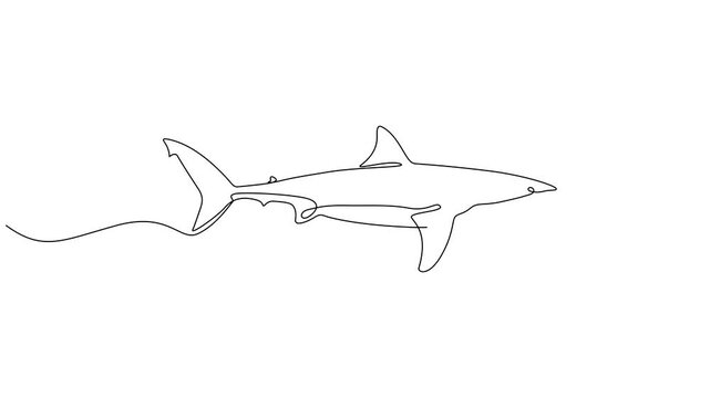 Animated self drawing of continuous line draw aggressive shark, Self drawing simple animation of continuous one line drawing of Hammerhead Shark. Hammerhead single line drawing by hand. 4K animation