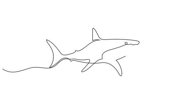 Animated self drawing of continuous line draw aggressive shark, Self drawing simple animation of continuous one line drawing of Hammerhead Shark. Hammerhead single line drawing by hand. 4K animation