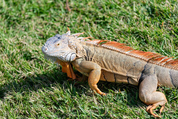 Wildlife zoo in jungle. Iguana lizard on grass. American iguana herbivorous lizard. Exotic iguana reptile. Exotic reptile animal. Wildlife fauna. Reptile animal in nature. Sunbathing iguana