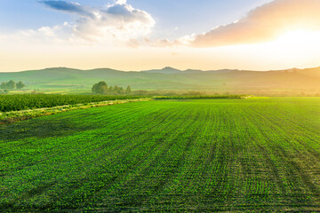 Obraz premium beautiful green spring dawn in a farmland agricultural field with rows of young plant growth and nice sunset sun above mountains on background