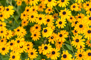 Yellow coneflower flower. Natural flower plant. Flora nature. Yellow flower background. Floral coneflower yellow background. Coneflower flower. Flowering coneflower in garden. Outdoor flowering plant
