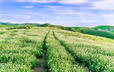 Canvas schilderij Groen beautiful spring colorful flowering meadow with bright green hills of farm grassland and rustic path road leading far away to countyside valley and vivid sky of landscape  © Yaroslav
