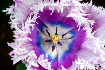 Close up of the inside of a flower of stamens and pistil of a fringed tulip