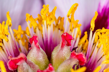 Close up of yellow stamens and red pistils of the middle of a tree peony flower - an ornamental...