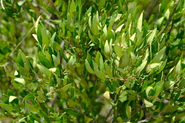 Lush Green Foliage in Botanical Garden