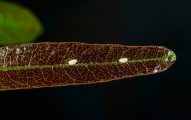 Parasitic insects scale insects on brown leaves of a plant in a tropical greenhouse