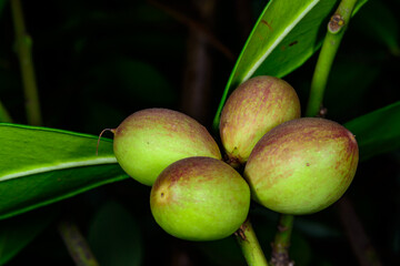 Acokanthera oblongifolia, green fruits of a plant with a pink crust on a plant in a tropical greenhouse
