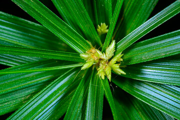 Cyperus alternifolius, rosette of green leaves and inflorescence of herbaceous plant in tropical...