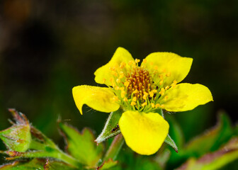 Wood avens, herb Bennet Geum urbanum, yellow flower with five petals of herbaceous plant in the...
