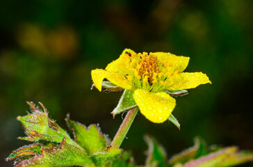 Wood avens, herb Bennet Geum urbanum, yellow flower with five petals of herbaceous plant in the...