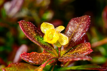 Yellow flower with dew drops against pink leaves of ornamental plant in garden