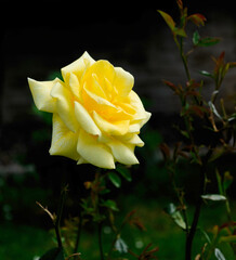 A beautiful yellow rose has blossomed and bloomed