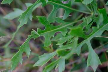 Close-up of Green Jagged Leaves