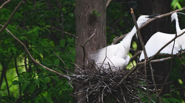 Egret Parents' Nest Duty Handover: Changing of the Guard