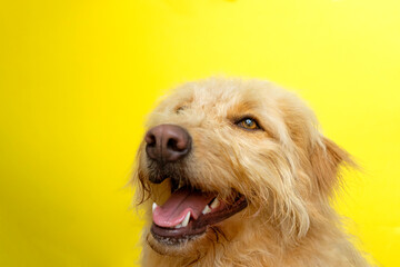 Happy dog looking up with a yellow backdrop