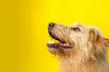 Happy dog looking up with a yellow backdrop