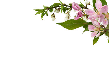 Spring flowers, buds and small green leaves on garden tree twigs in a corner arrangement isolated on white or transparent background