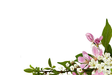 Spring flowers, buds and small green leaves on garden tree twigs in a corner arrangement isolated on white or transparent background