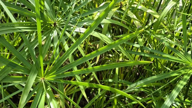 Green Umbrella Grass (Cyperus alternifolius) plants during the day in the school yard