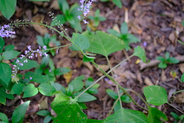 Purple Wildflowers in Botanical Garden