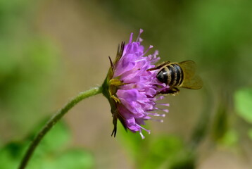 Biene auf einer Witwenblume