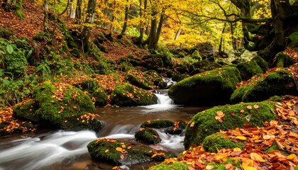 Autumnal forest stream