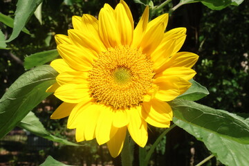 sunflower