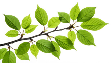 Fototapeta premium Fresh Green Branch with Vivid Leaves