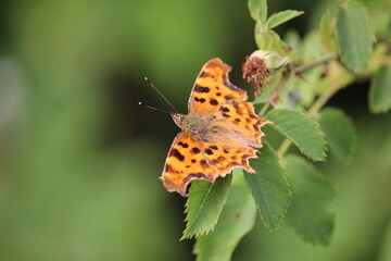 Comma butterfly