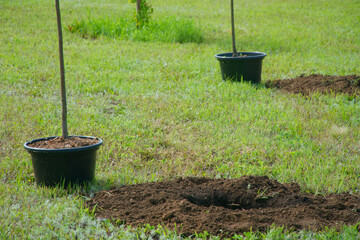 Young tree saplings in black plastic pots stand beside matching planting holes dug in spring grass...