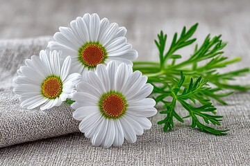 Fototapeta premium Three white daisies on linen