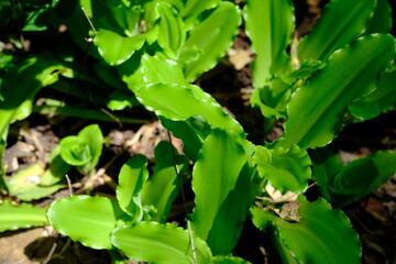 Vibrant Green Foliage in Sunlight
