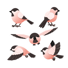 set of cute bird in red and black color ve