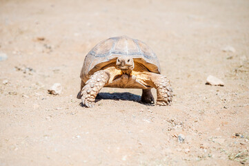 Dessert Tortoise