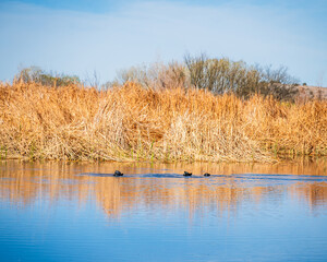 reeds in the water