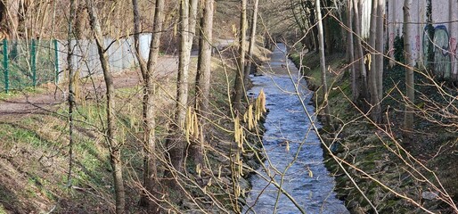 Early Spring Landscape: Flowing Water and Budding Trees