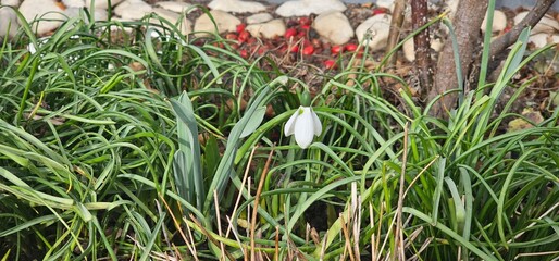 Snowdrop Flower in Green Grassbed