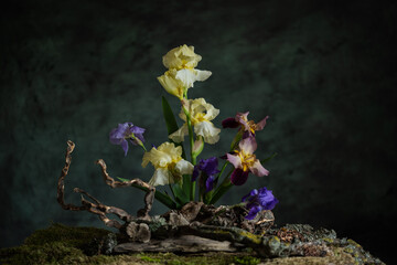 A mysterious composition in a naturalistic style with iris flowers. Branches, moss and lichen...