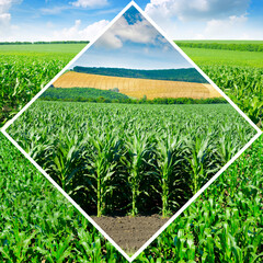 Corn fields in an original frame.