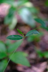 Close-up of Green Leaves in Botanical Garden