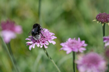 Close-up of Canary Island bumblebee, Bombus canariensis collecting pollen from delicate pink flowers on blurred background. Natural light, pollination and biodiversity in Canary Islands ecosystem.