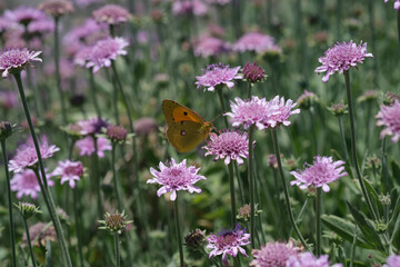 Close-up of  Clouded yellow Colias croceus butterfly collecting pollen from delicate pink flowers. natural light, pollination and biodiversity in Canary Islands ecosystem. 
