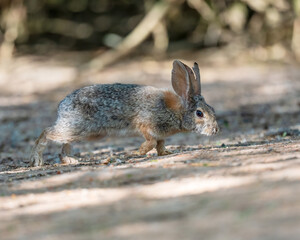rabbit in the woods