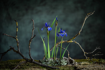 A mysterious composition in a naturalistic style with iris flowers. Branches, moss and lichen...