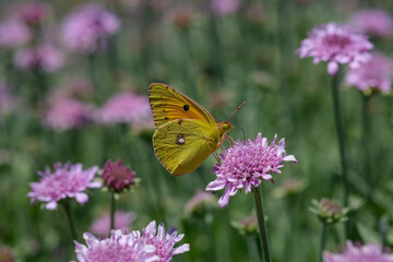 Macro of  Clouded yellow Colias croceus butterfly collecting pollen from delicate pink flowers. natural light, pollination and biodiversity in Canary Islands ecosystem. 